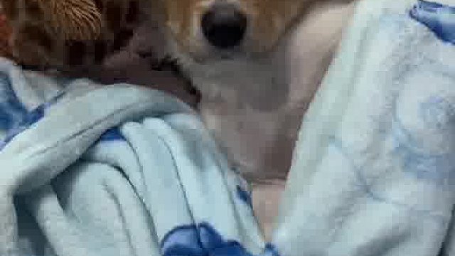 小狗晚上不睡觉，影响他人休息，犯法吗