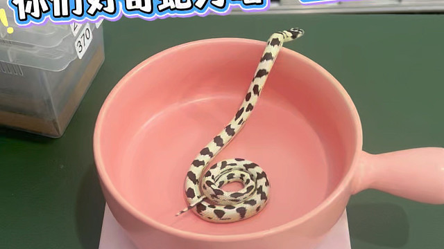 蛇为什么喜欢一直盘着