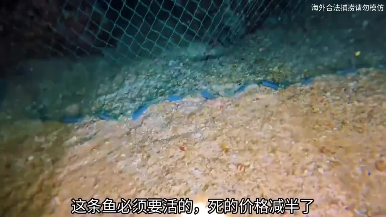 渔民海底赶海都能捞点啥海货  ​