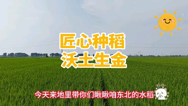  匠心守田自然馈稻！东北稻田长势喜人