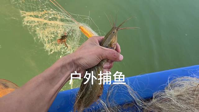 今天鱼获比较少。