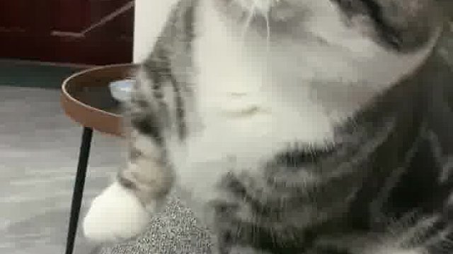 算了，跟你们这些没猫的人说不清楚relieved