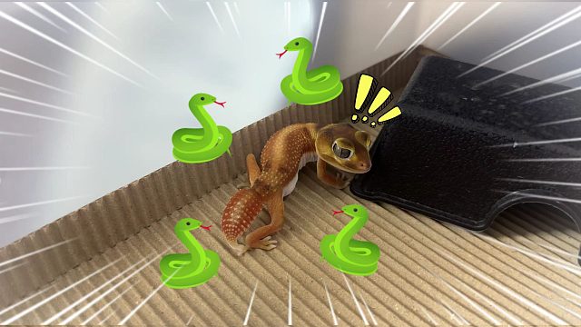 守宫与200多条蛇当邻居的这档事