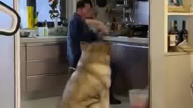 妈令狗看爸炸丸，人狗各炫一个，狗叹生活各有滋味