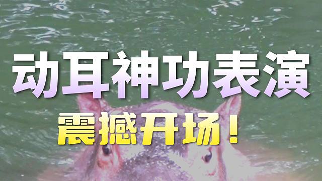 河马版动耳神功