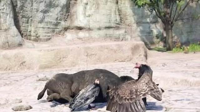 毒蛇咬了老鹰一口