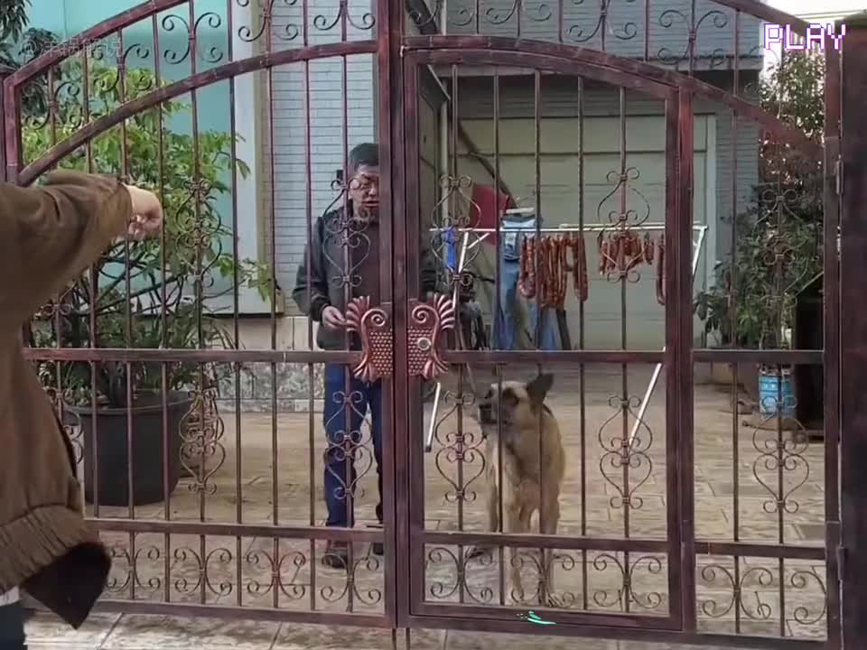 路人告状狗吃香肠