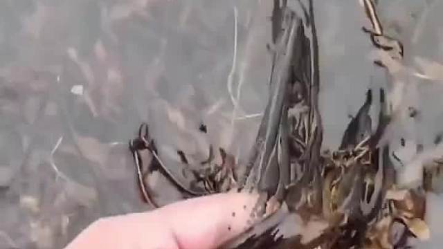 难道这就是艺术吗