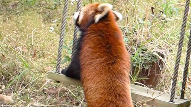 会坐秋千的能能