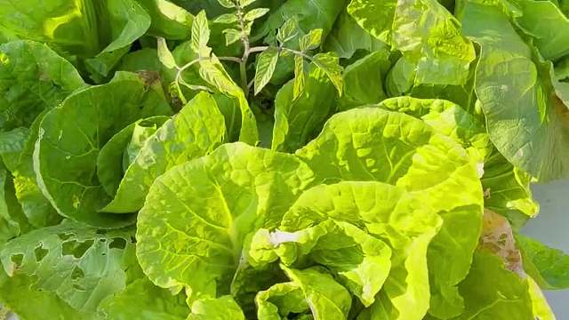 别进来，否则会毁掉你的顶楼露台梦