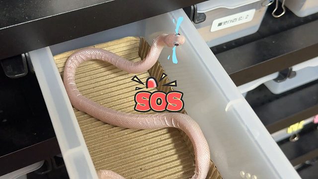 小蛇：兄弟救一下，我好像有有点死了