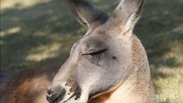 又怎么了我的大小姐