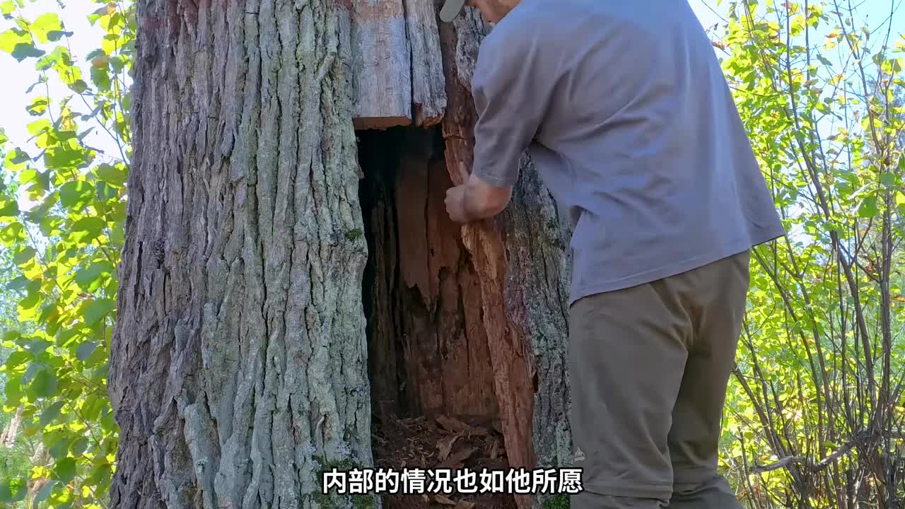 第1集：很难想象一棵干枯的大树，竟然被男人搭建成舒适的小屋