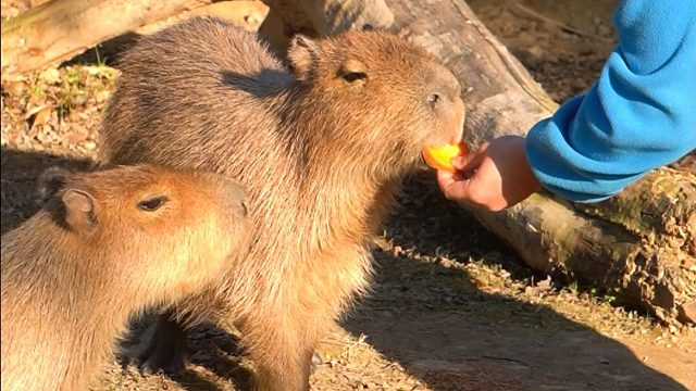 水豚：人是益虫