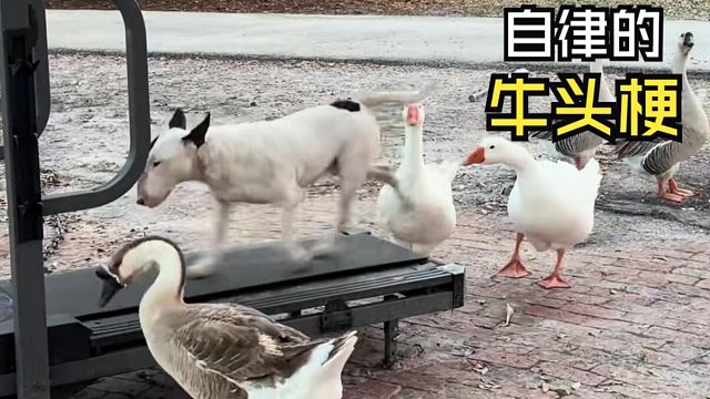 那些有爱的动物视频！