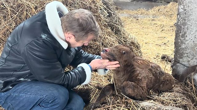 奥列格园长帮助刚出生的小瘤牛站起来！