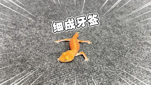 好消息：薅了一只免费守宫 坏消息：它在cos牙签