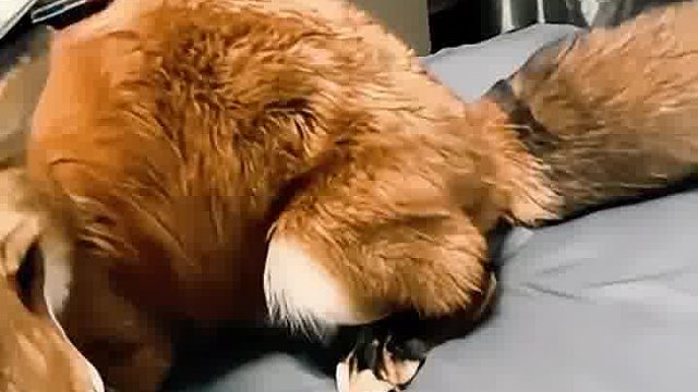 女士误把狐狸当猫养