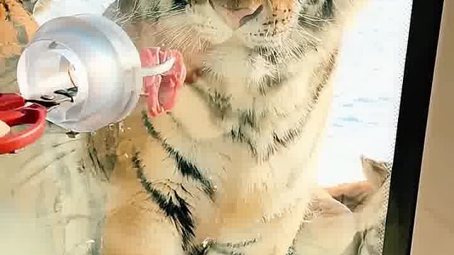 老虎眼皮都不抬一下