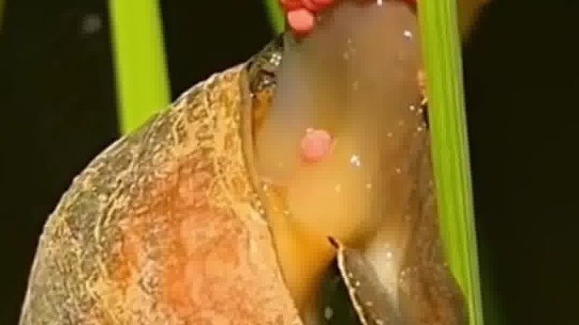 野外遇见这个，别手下留情，直接碾碎！