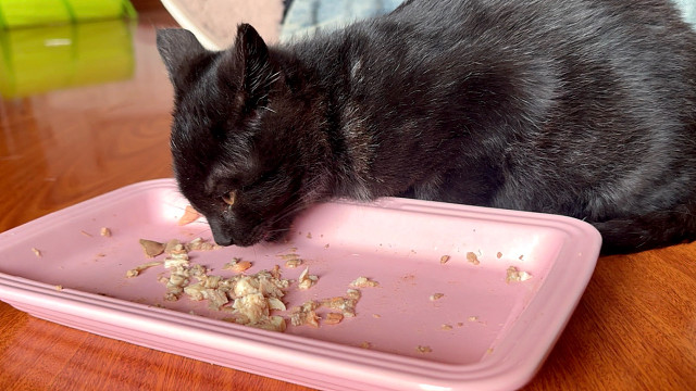 小猫超爱吃熟自制！