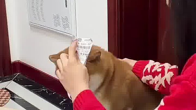 洁癖汪都是谁在养？