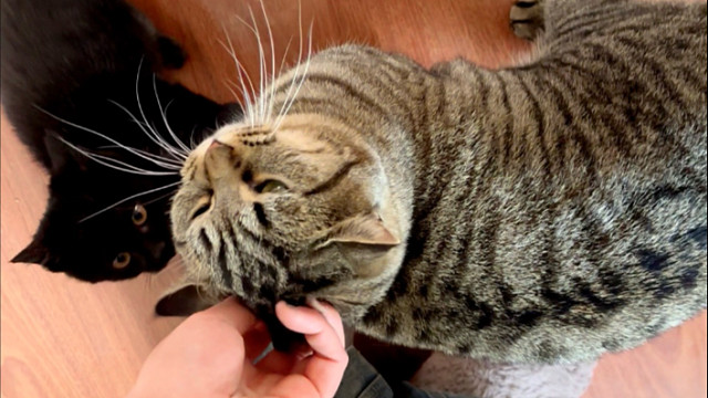 这个年纪的小猫正是爱学的时候