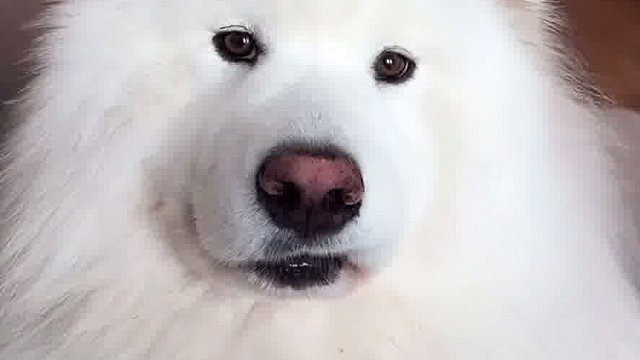 给狗狗看宠物竞赛视频be like