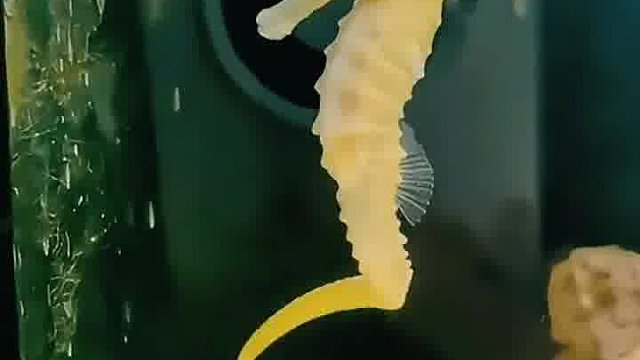 海马独特的育儿方式