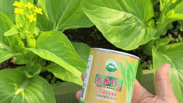 在成都12月还能收获番茄，幸福感爆棚！