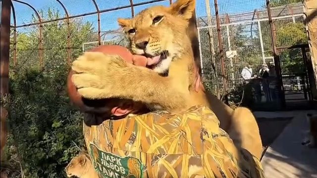 小狮子不会说话，它只会用行动表达爱！