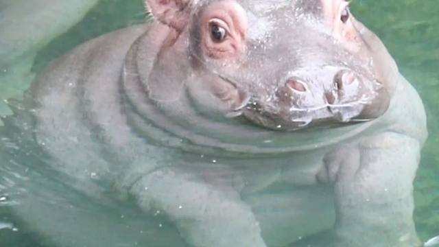 胖宝宝的水下生活大揭秘