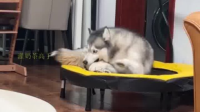 狗头和狗腿打架责任该怎么划分？？？