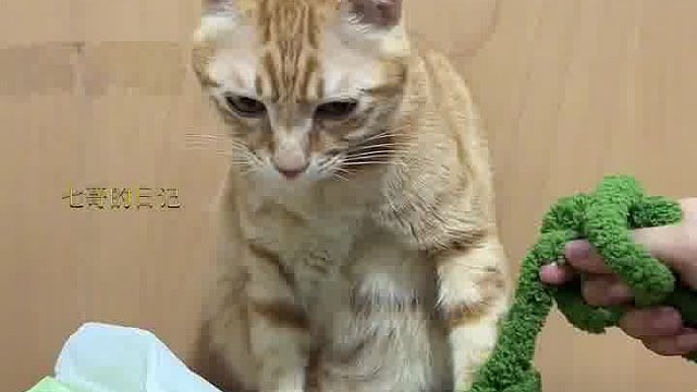 手动挡真厉害，包被都学会握手了