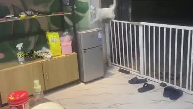 你们帮我看下旺财乖不乖