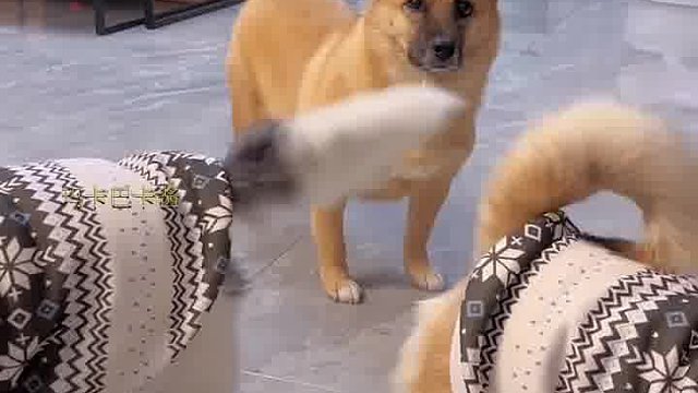 看小狗怎么用尾巴摇出大花轿节拍