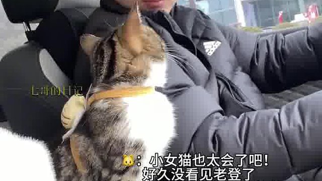 cat你咋才来看我呀