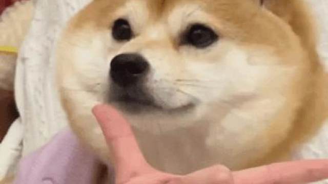 是时候一报当年“真心换真心”之仇了