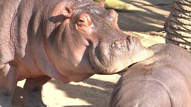 自己的娃越吸越香