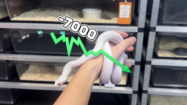 好消息：盲盒开出了一条五基因暴牛 坏消息：亏了将近7k