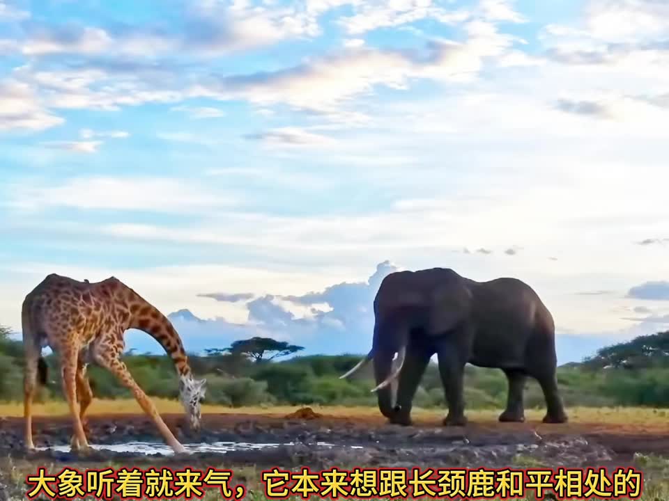 大象用象牙捅穿长颈鹿的肚子，螺蛳粉都掉出来了！