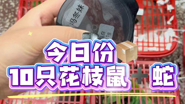 打包花枝鼠和蛇