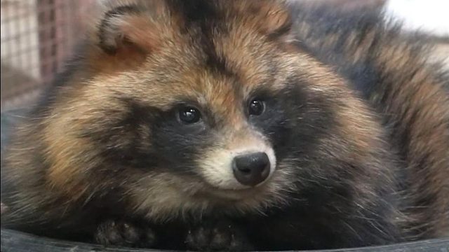 一丘之貉的貉，可爱又迷人的“反派”角色