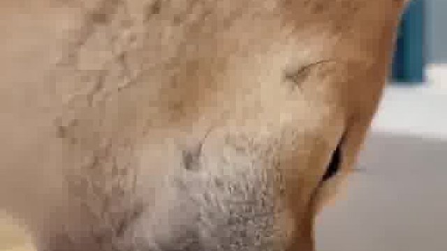 狗狗拿钻戒当磨牙棒，把玩两年，不见便四处寻觅