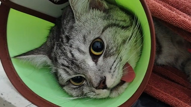 魔丸。。消失了。。。