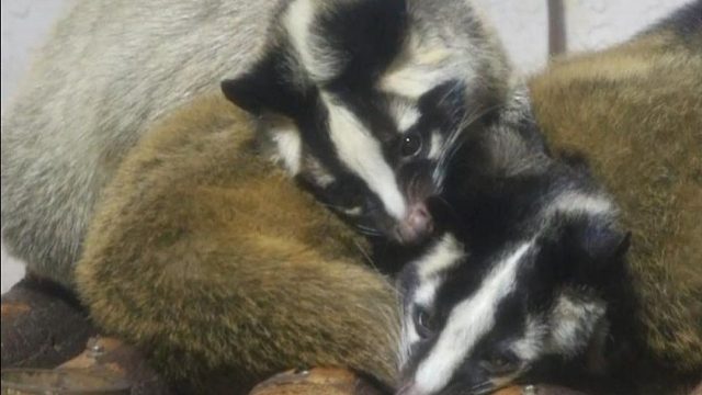 “狸”还怪好嘞，还提供叫醒服务