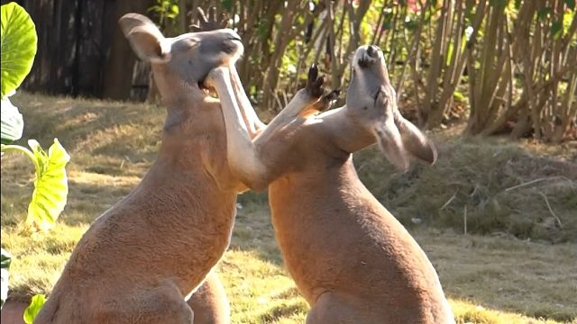 一言不合就开打