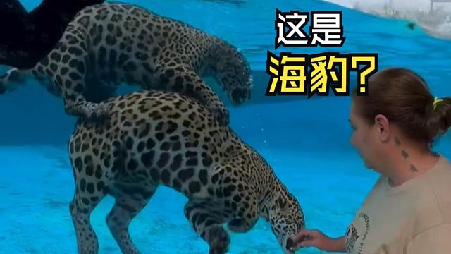 那些好玩的动物视频！