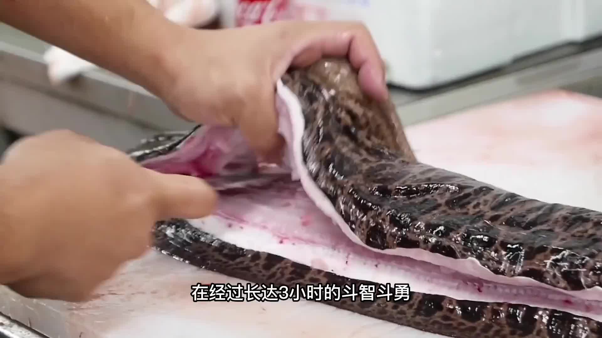 被称为海上“软体黄金”的大海鳗，