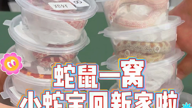 打包小蛇花枝鼠回新家啦
